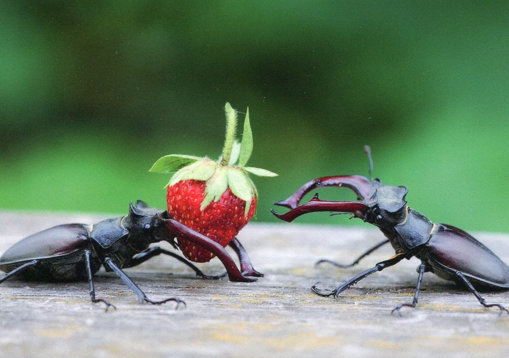 Жук Рогач питание