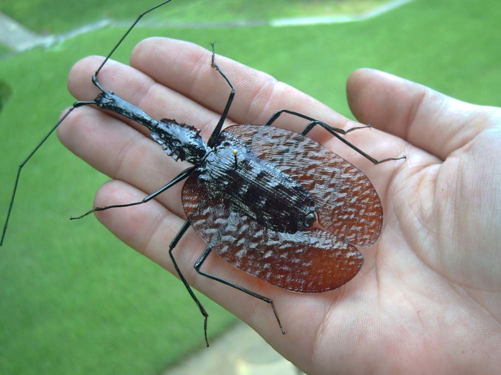 Листовидная жужелица