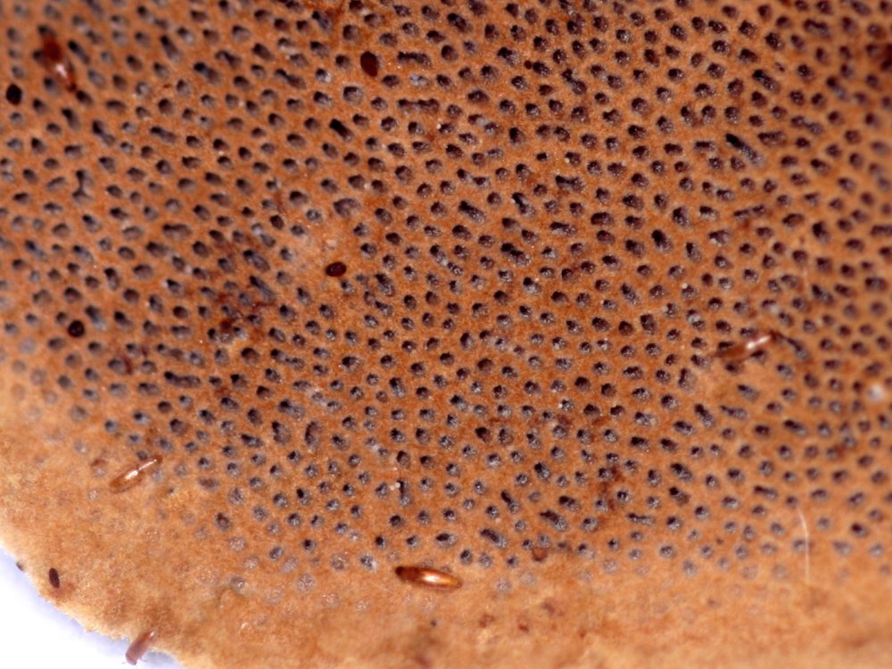 Baranowskiella ehnstromi