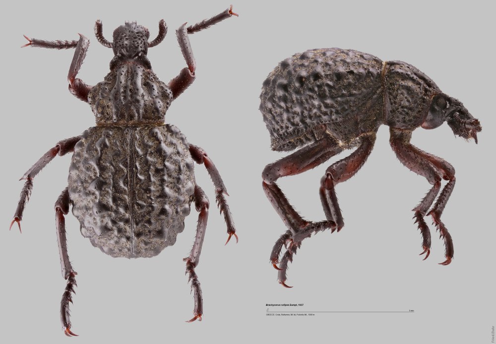 Брахицерус Кубанский