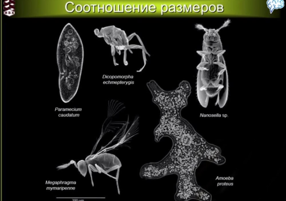 Самцы паразитических наездников Dicopomorpha echmepterygis