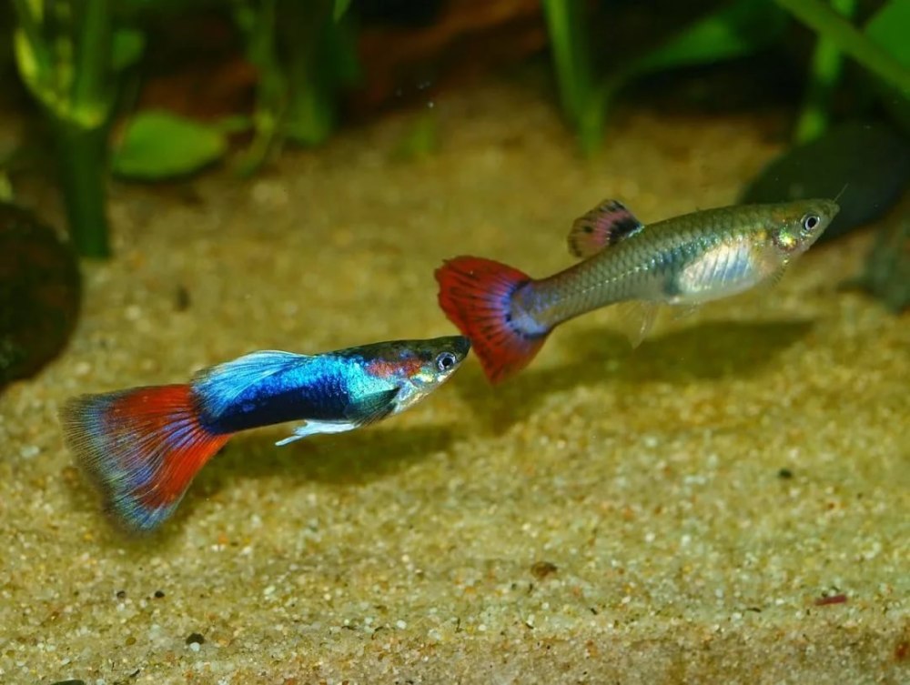 Аквариумные рыбки Guppy