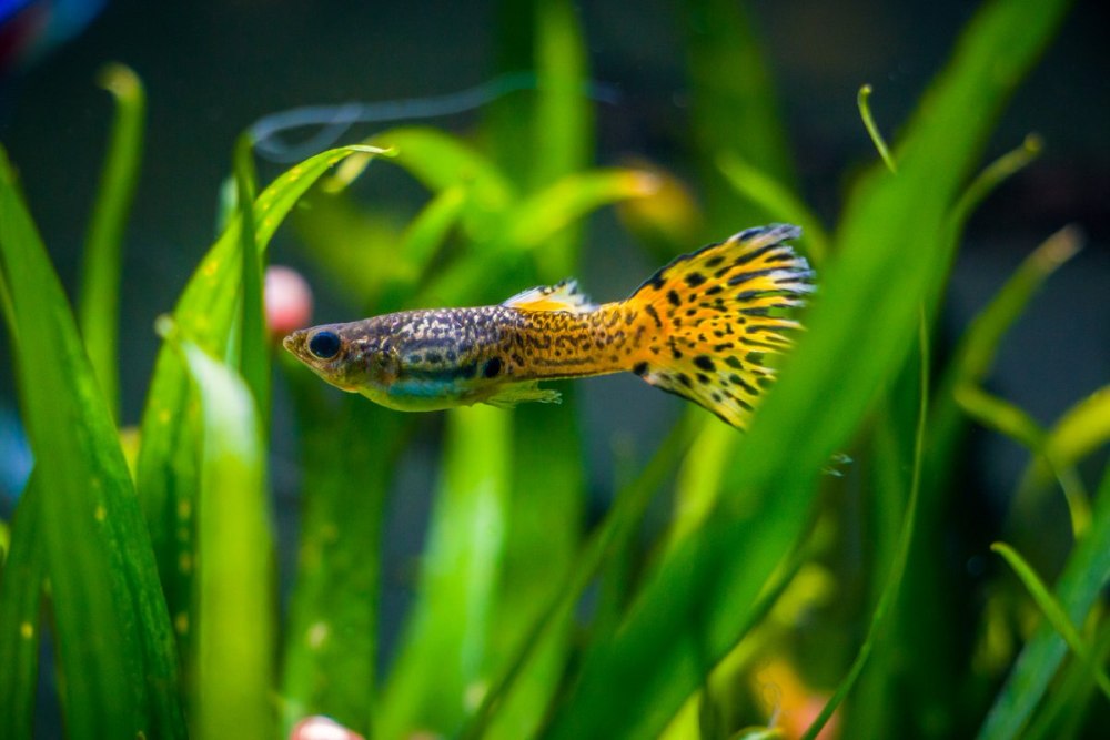 Гуппи Poecilia reticulata