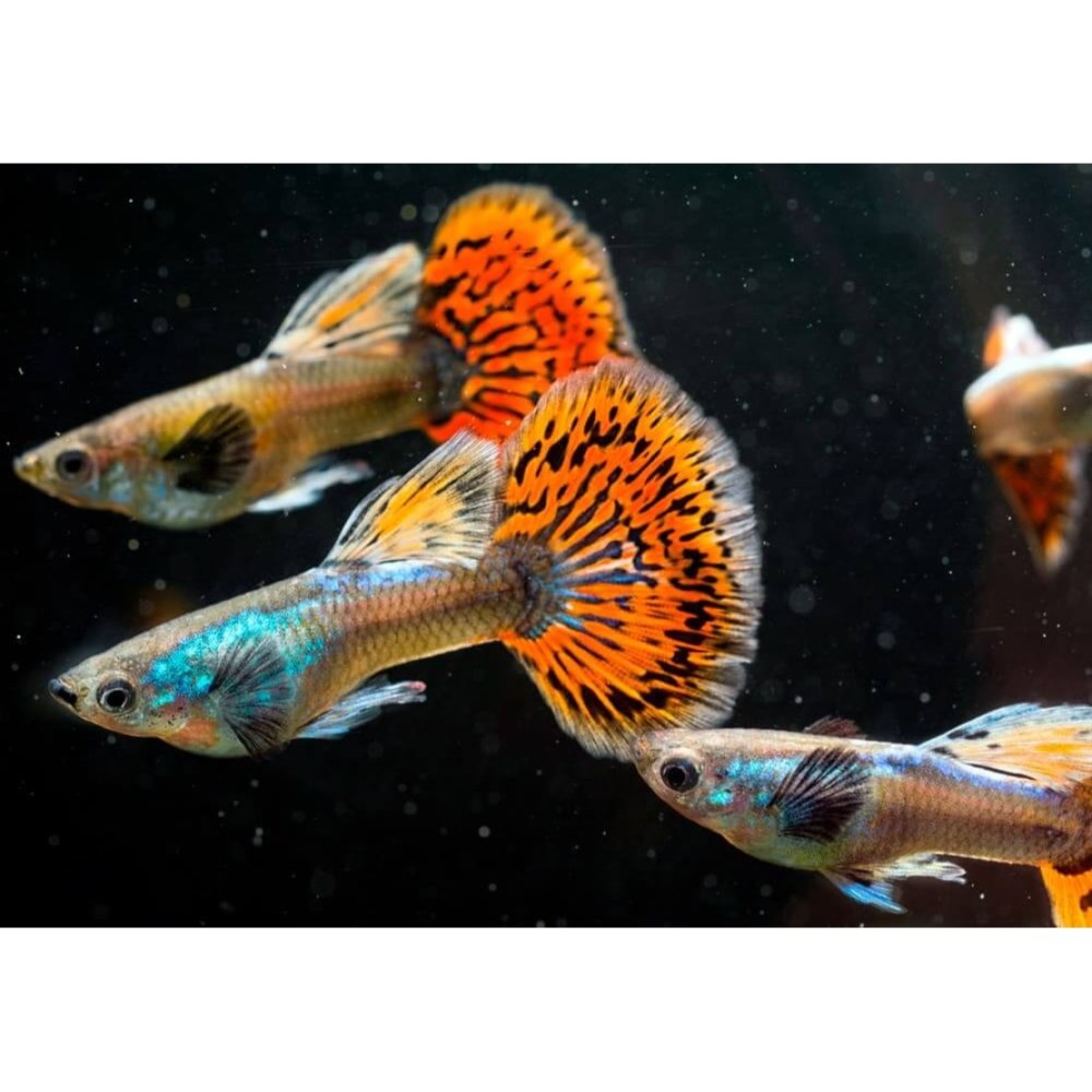 Гуппи Poecilia reticulata