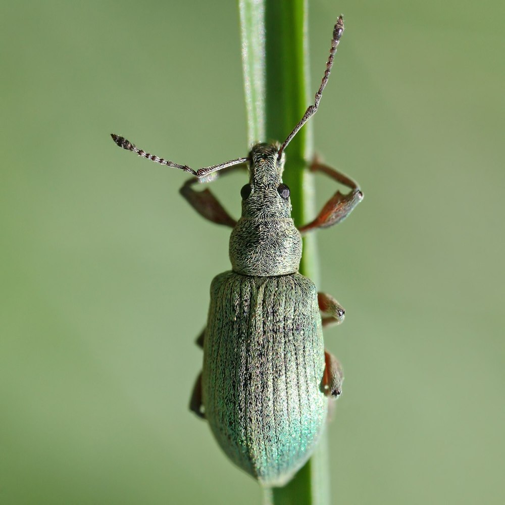 Alydus calcaratus