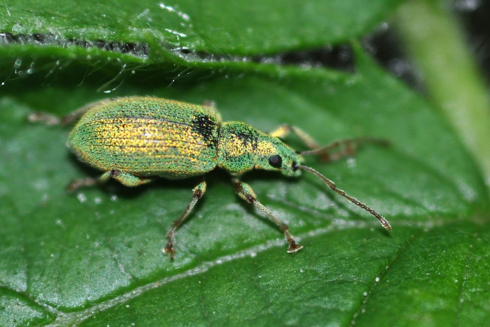 Phyllobius viridiaeris
