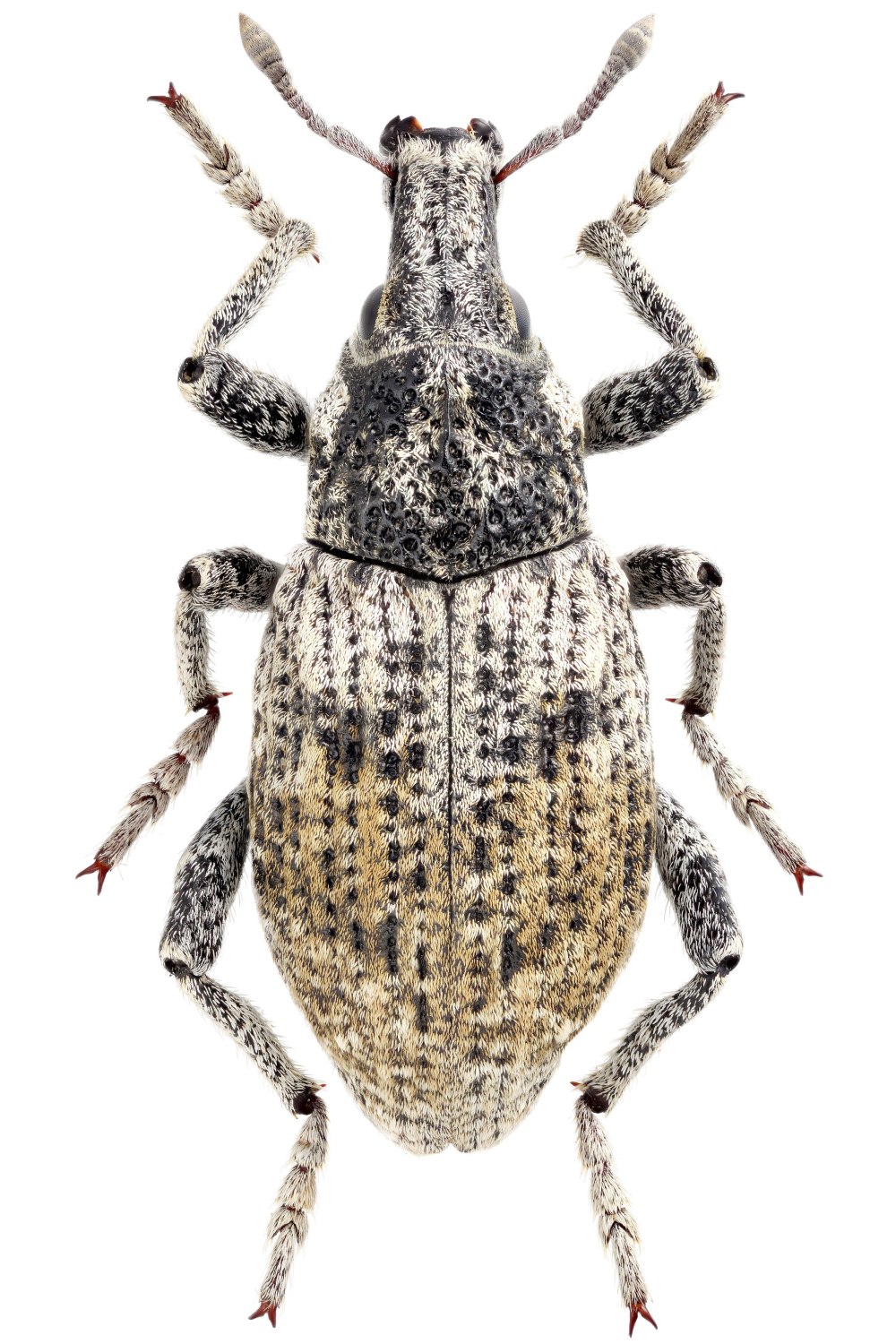 Stephanocleonus tetragrammus