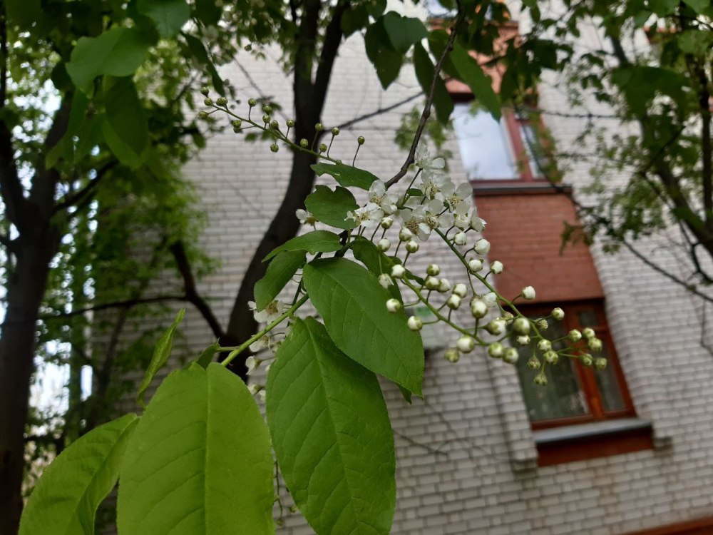 Цветение черемухи в Москве