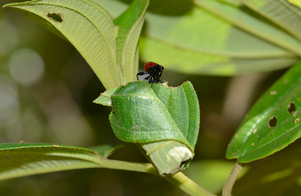 Giraffe Weevil