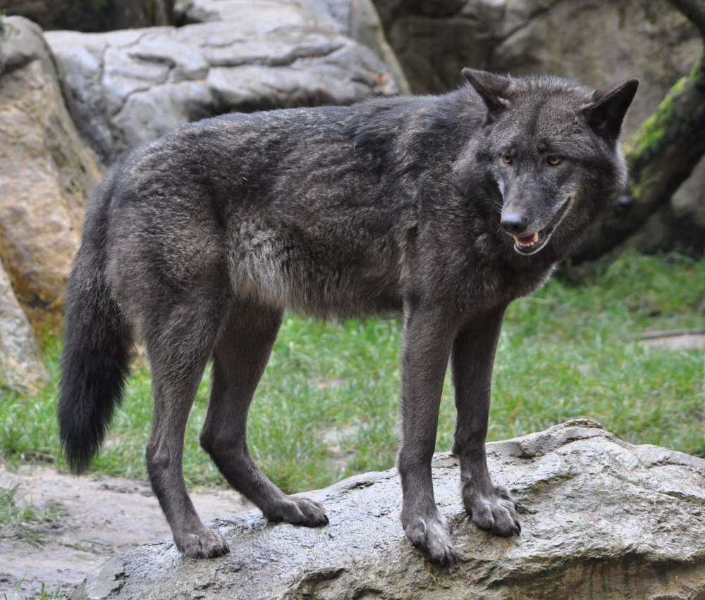 Canis Lupus Lycaon