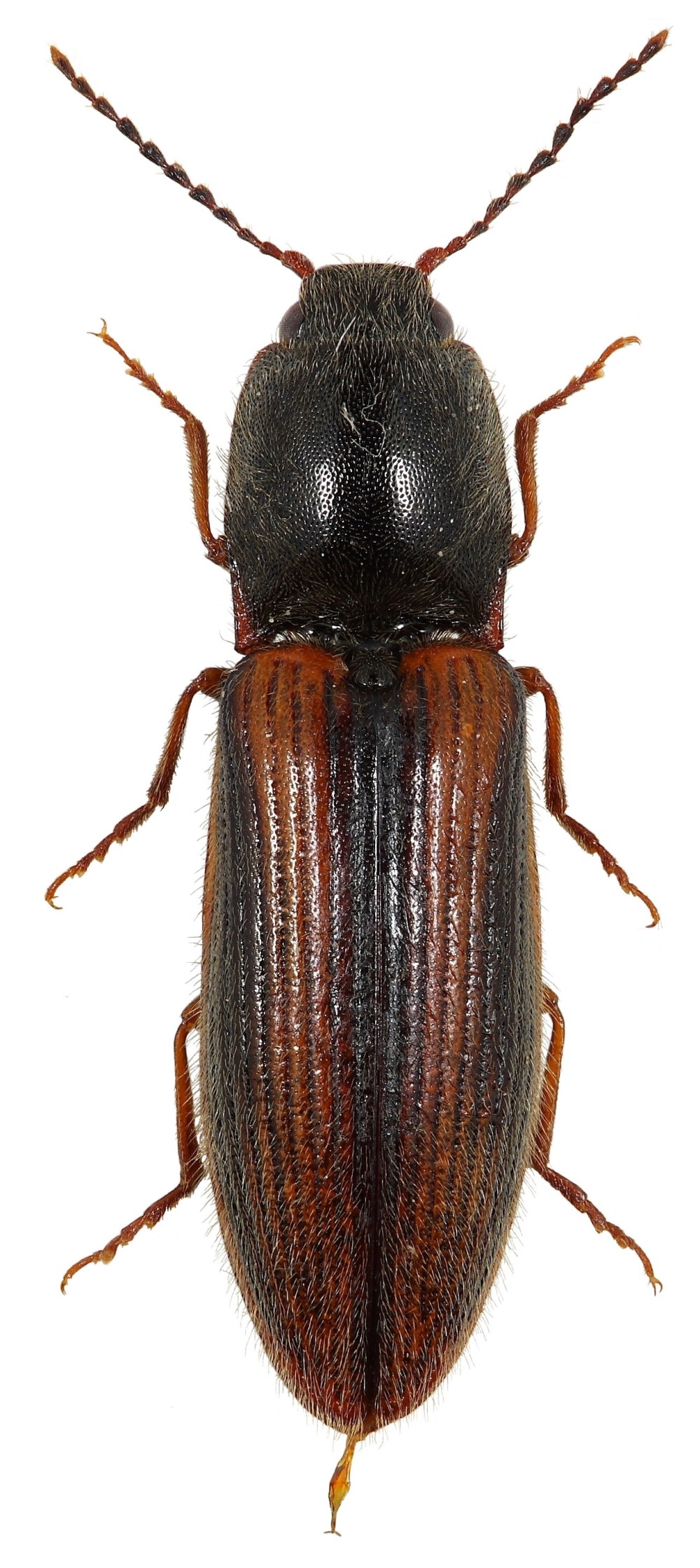 Щелкун Athous (Haplathous)