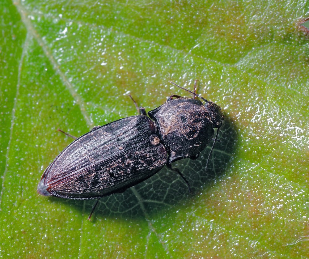 Prosternon sericeus