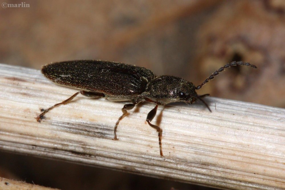 Щелкуны (Elateridae)