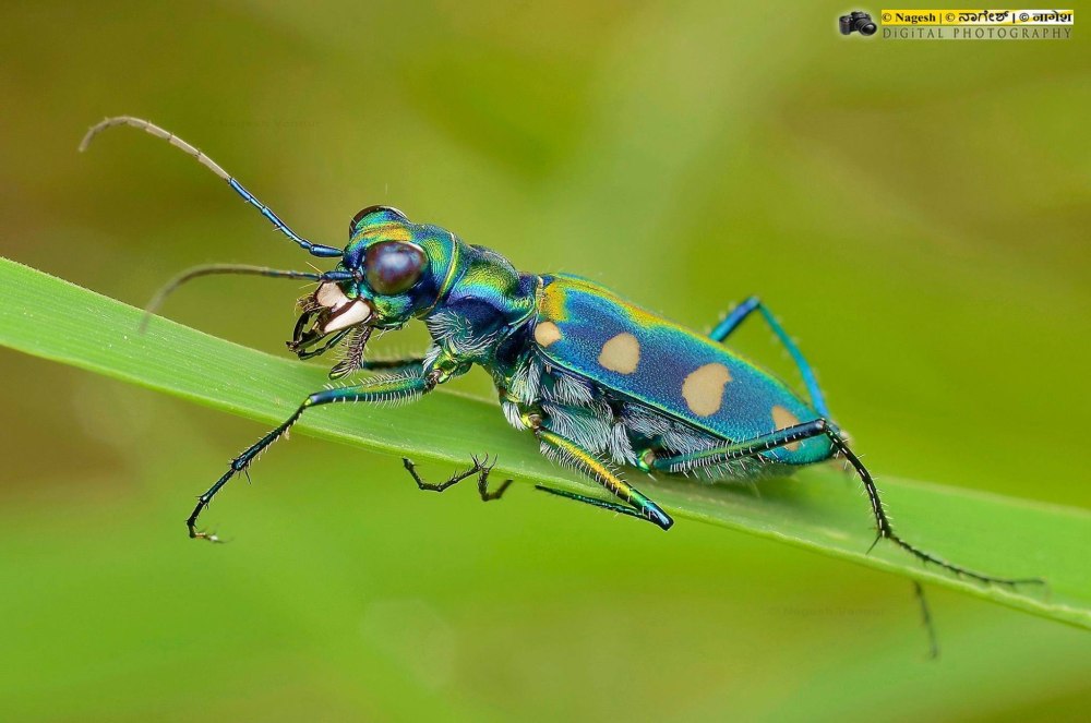 Tiger Beetle