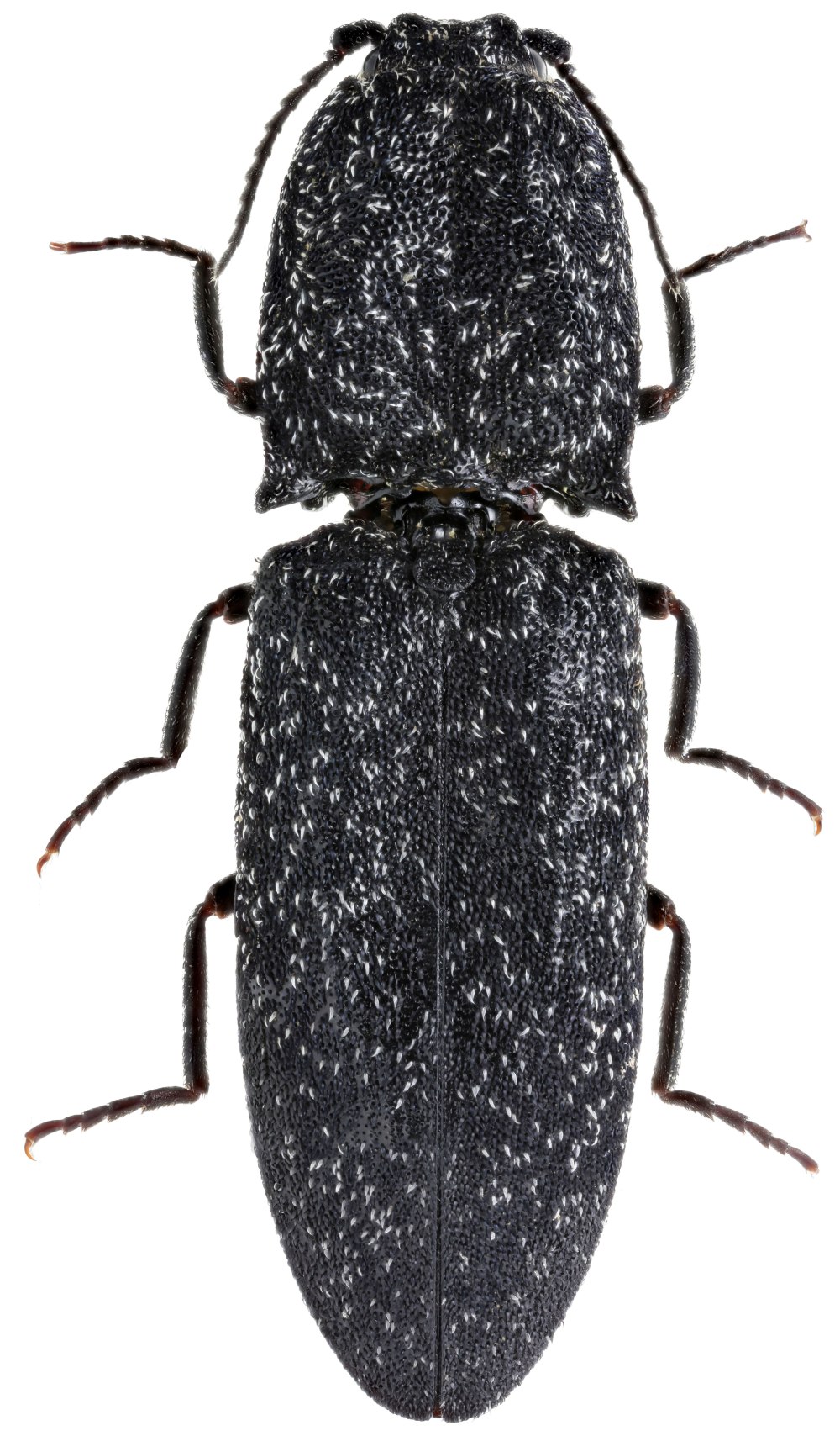 Thamnophilus punctatus