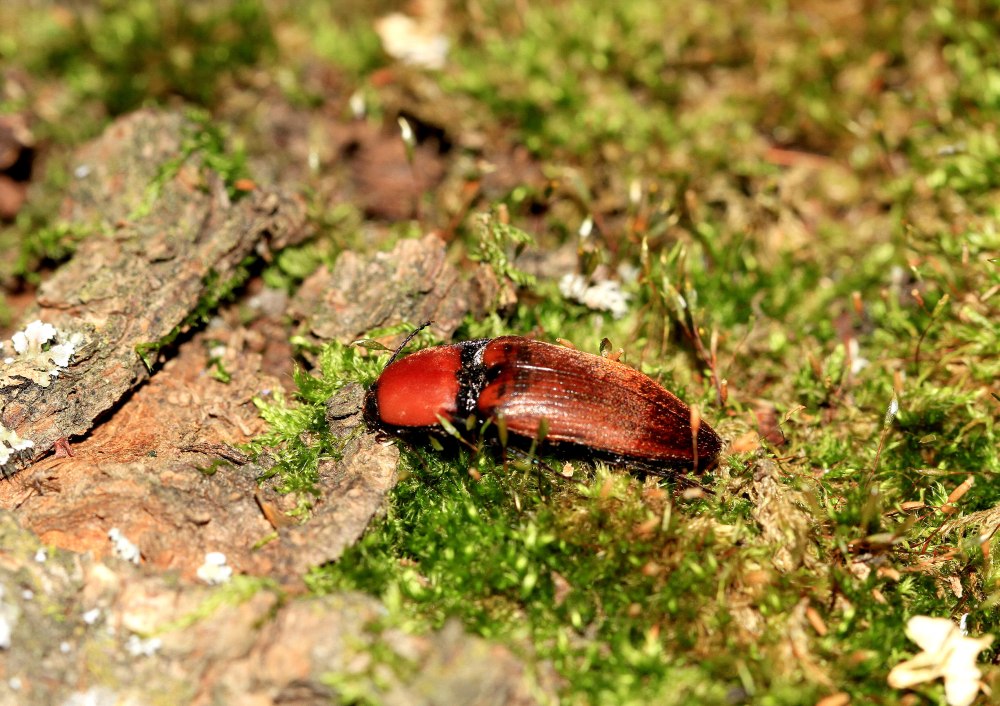 Leistus ferrugineus
