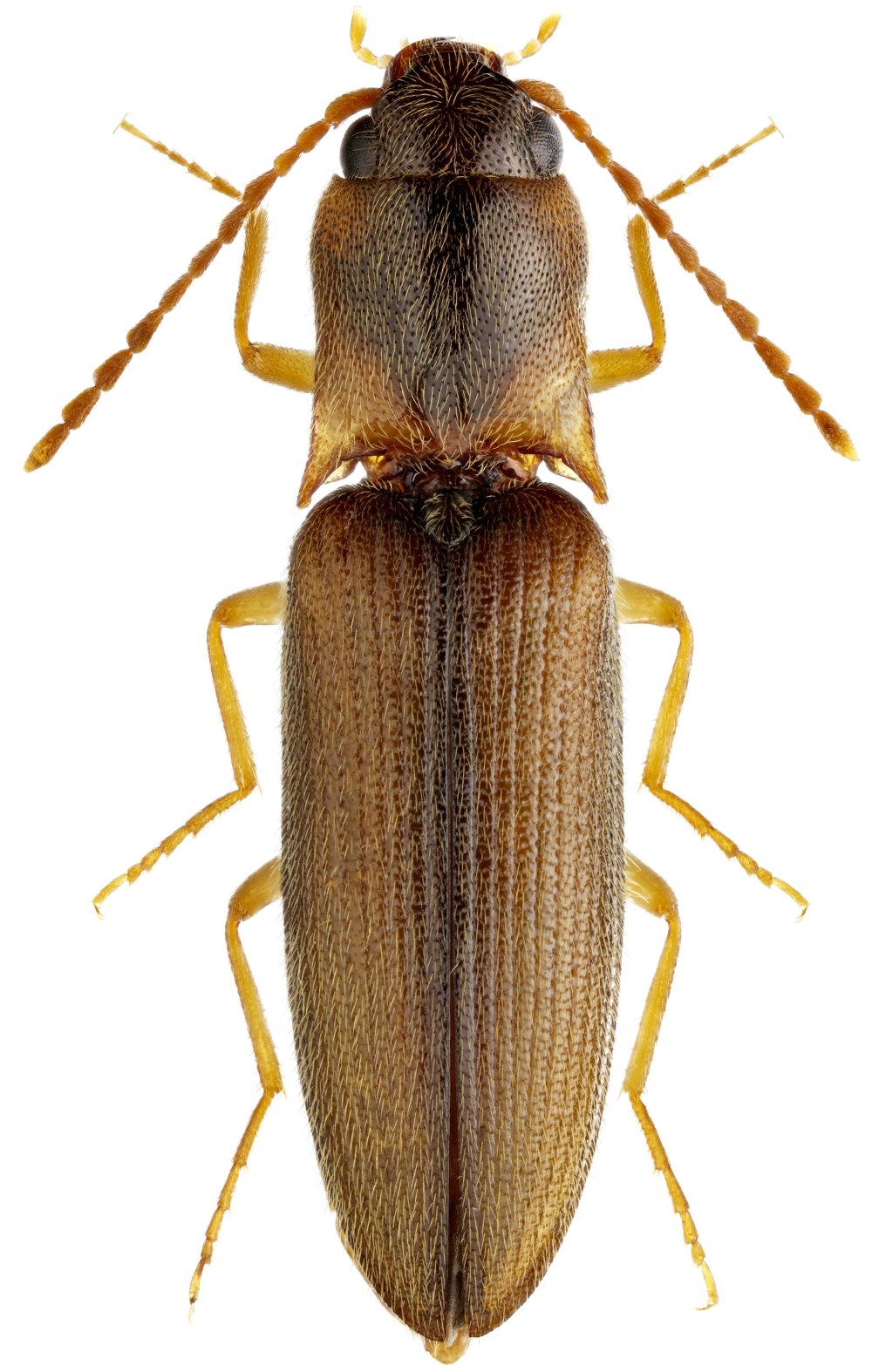 Anotylus rugosus Жук