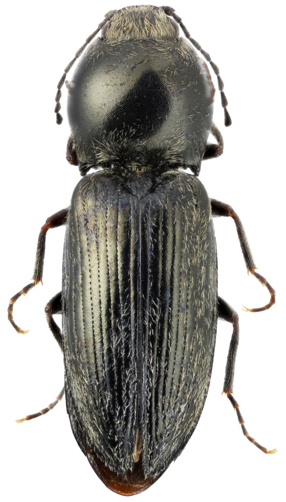Cardiophorus aeneoneger