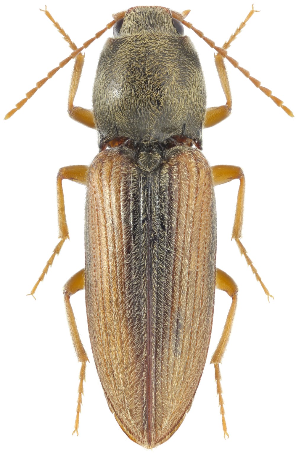 Maladera punctatissima fald