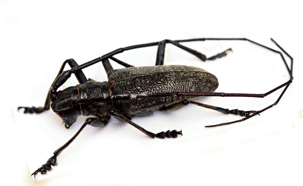Monochamus Sutor
