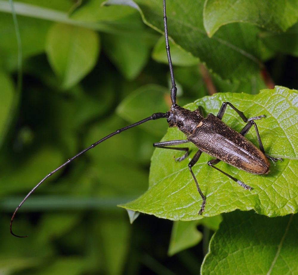 Жук усач Monochamus