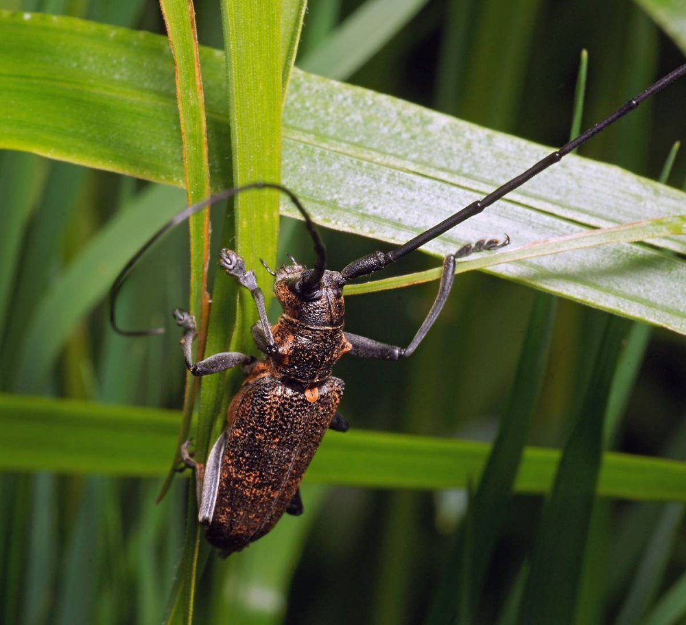 Monochamus galloprovincialis