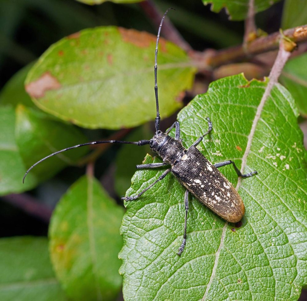 Черный Сосновый усач (Monochamus galloprovincialis oliv.)