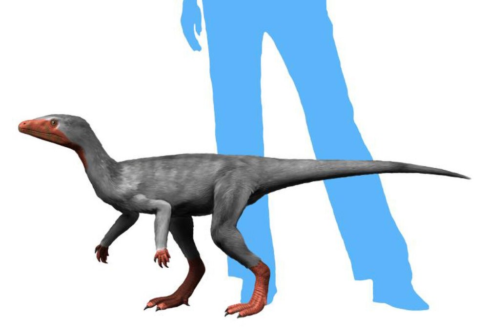 Eoraptor Lunensis
