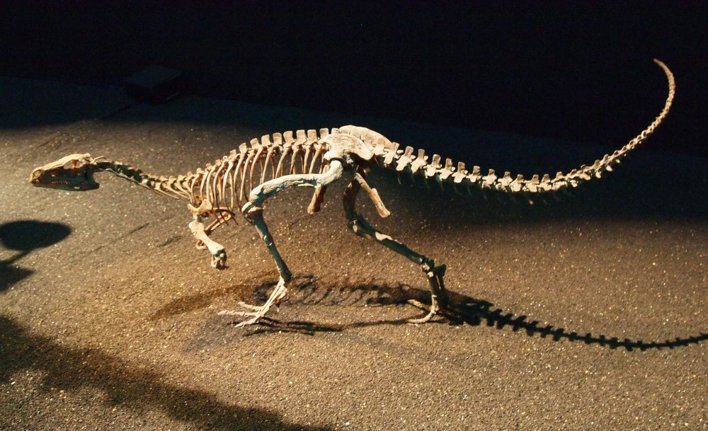 Eoraptor Lunensis