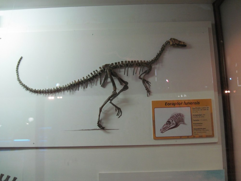 Eoraptor Lunensis