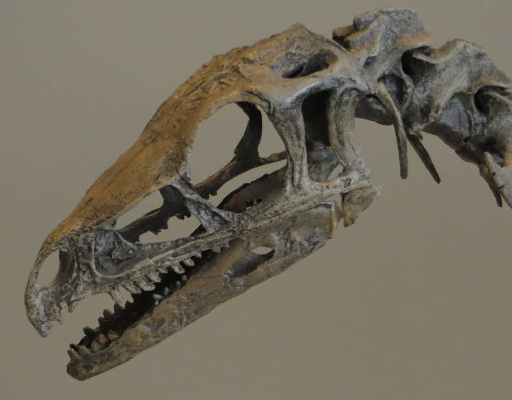 Eoraptor Skeleton