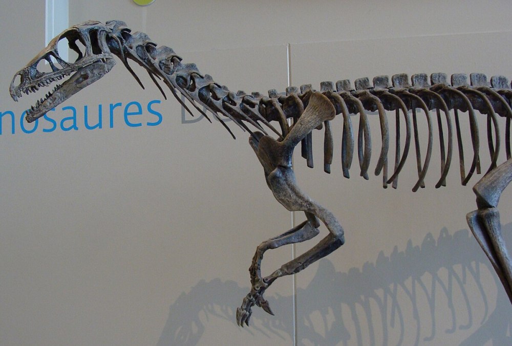 Eoraptor Lunensis череп