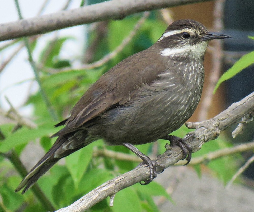 Atelognathus patagonicus