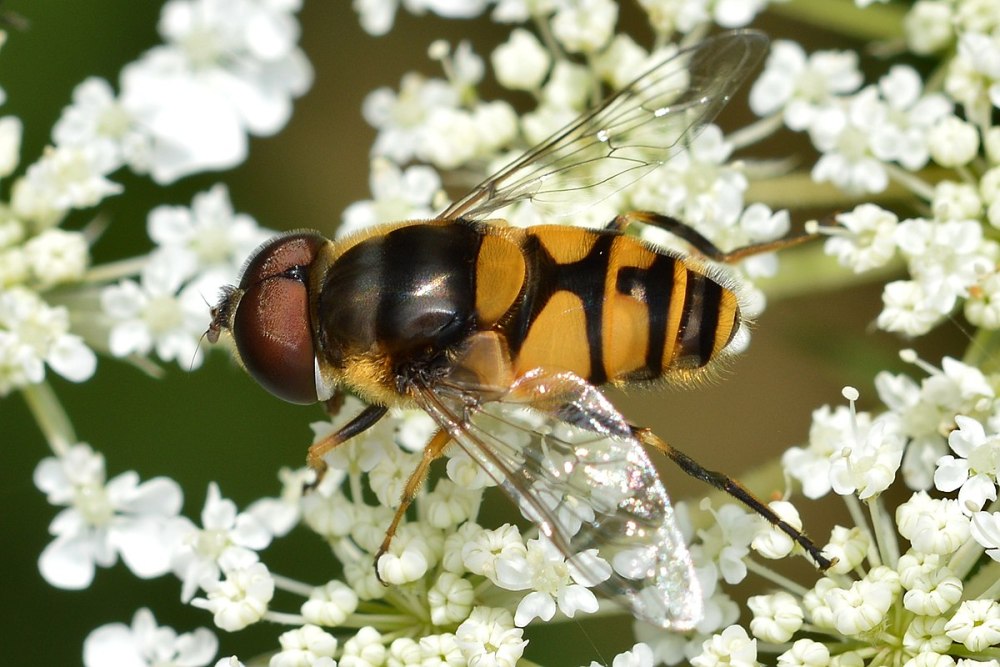 Муха Eristalis