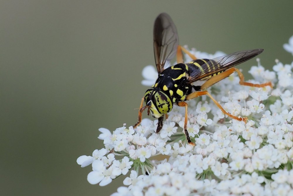 Spilomyia diophthalma