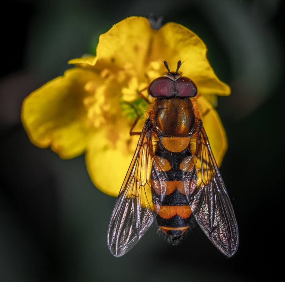 Муха – журчалка (Syrphidae)