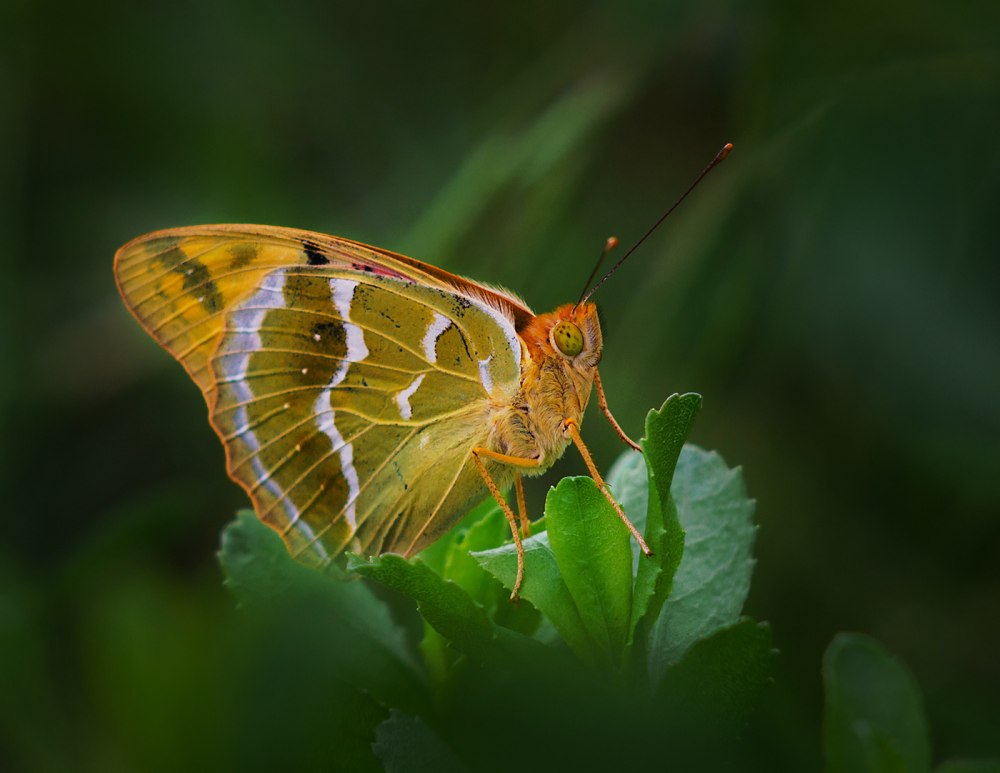 Бабочка Перламутровка Крым