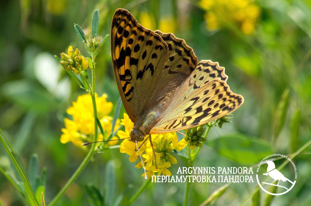 Argynnis pandora