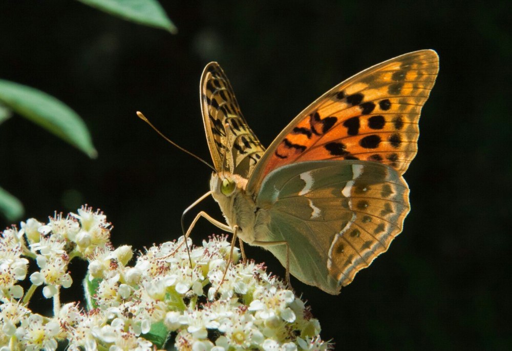 Перламутровка большая Лесная Argynnis paphia