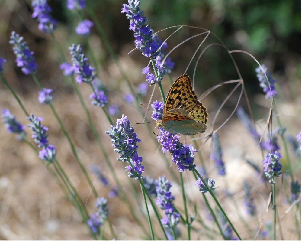 Argynnis pandora pandora