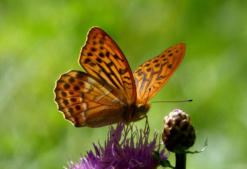 Перламутровка Пандора бабочка