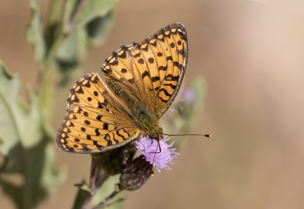 Argynnis