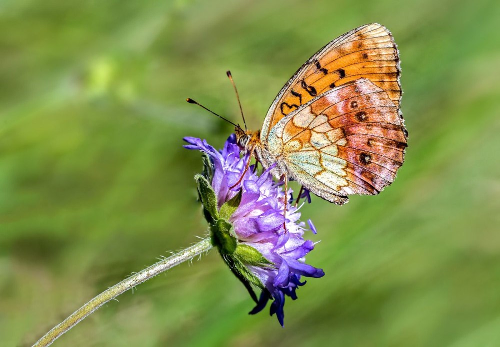 Перламутровка Дафна