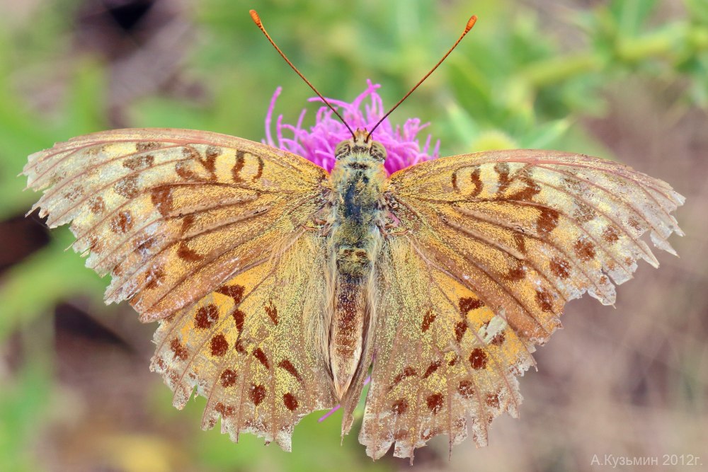 Перламутровка Пандора бабочка