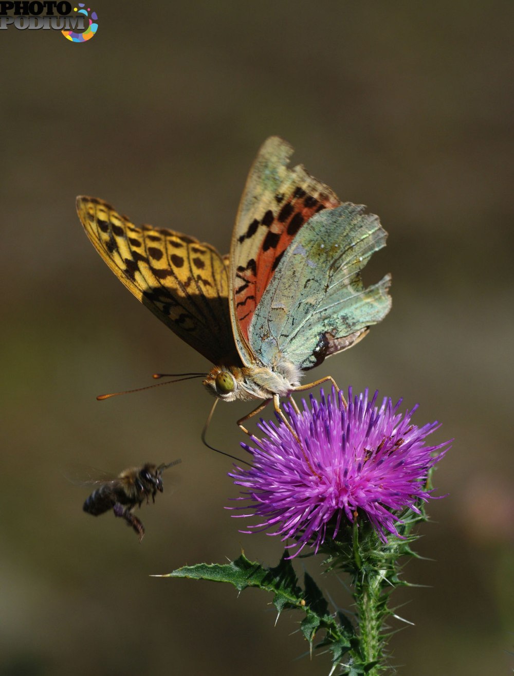 Гусеница Перламутровки полевой