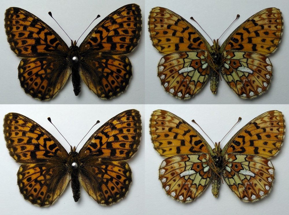 Перламутровка Геката