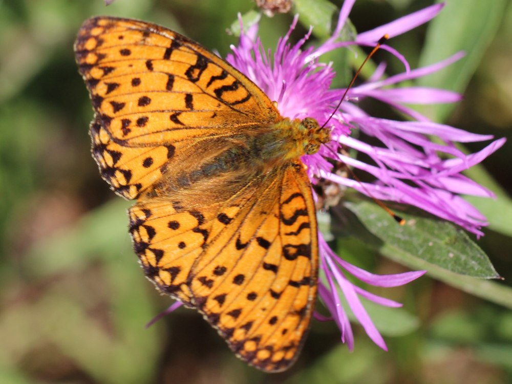 Перламутровка Аглая