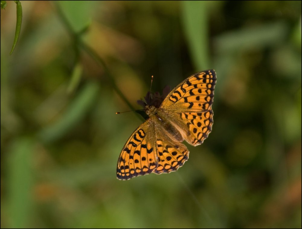Бабочка Перламутровка Полевая