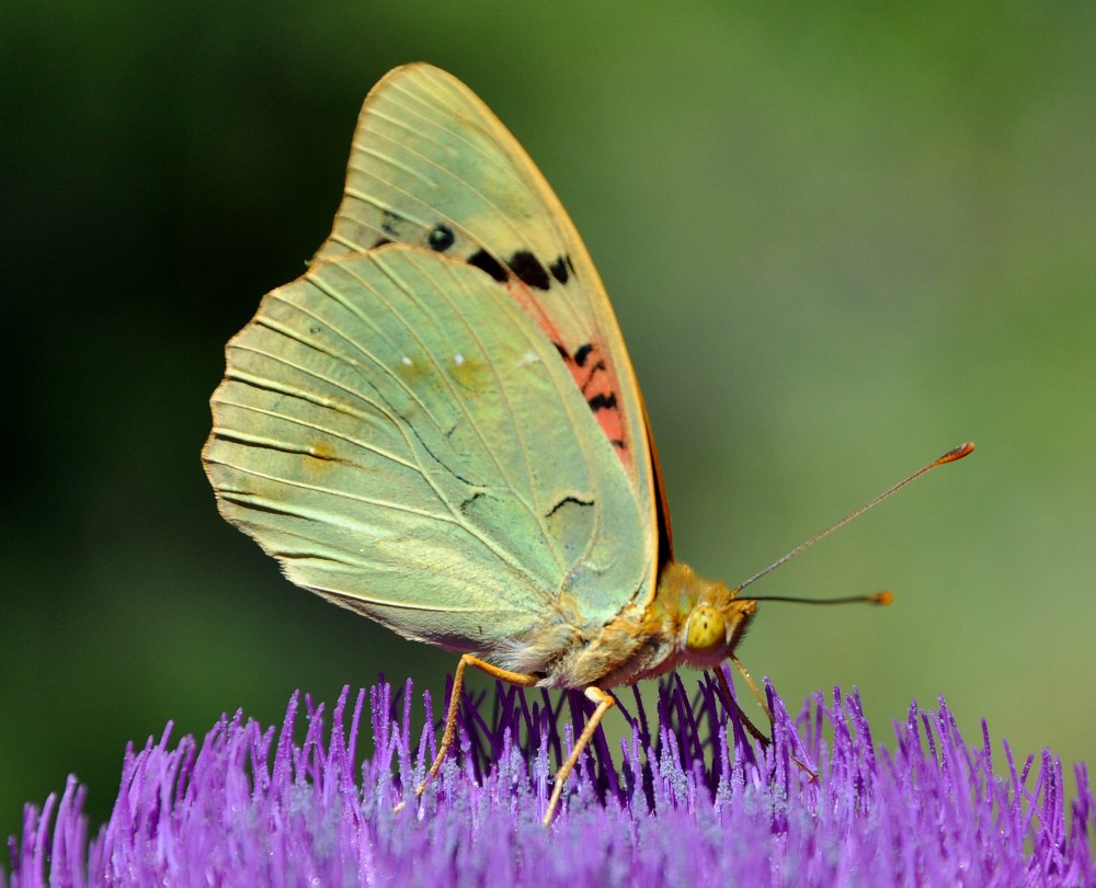 Argynnis pandora pandora