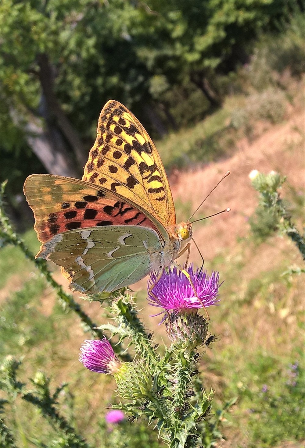 Перламутровка красная